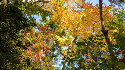 【日本の秋】紅葉　Japanese autumn leaves