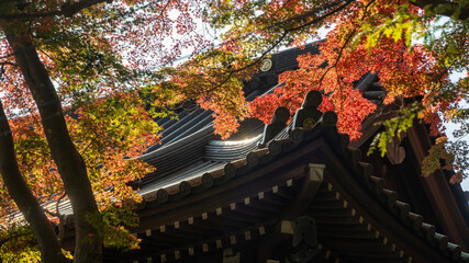 【日本の秋】紅葉　Japanese autumn leaves