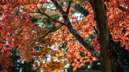 【日本の秋】紅葉　Japanese autumn leaves