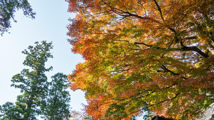 【日本の秋】紅葉　Japanese autumn leaves