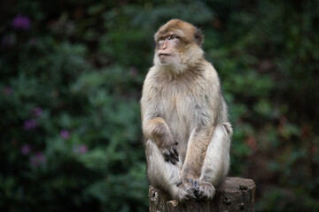 Naklejka na ściany i meble An image of a barbary macaque as it sits on top of a tree stump against a natural dark green background