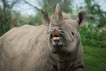 A close up of a black rhino also known as a rhinoceros. It is facing forward and is a close view of...