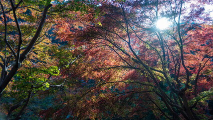 【日本の秋】紅葉　Japanese autumn leaves