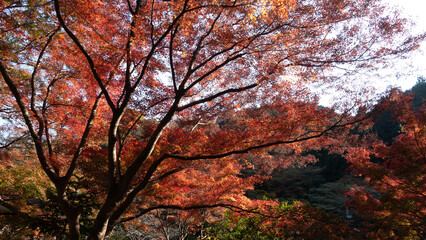 Fototapeta na wymiar 【日本の秋】紅葉　Japanese autumn leaves