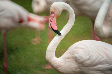 Close up pink Flamingo at a zoo in Thailand