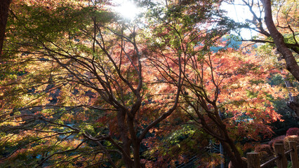 【日本の秋】紅葉　Japanese autumn leaves