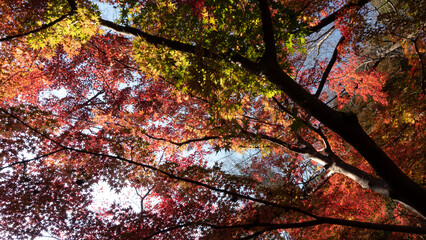 【日本の秋】紅葉　Japanese autumn leaves