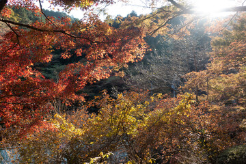 【日本の秋】紅葉　Japanese autumn leaves