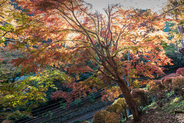 【日本の秋】紅葉　Japanese autumn leaves