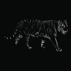 tiger vector hand drawing illustration in scratch style. vector isolated element on the black background