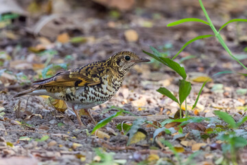 Scaly thrush (Zoothera dauma) at Rabindra Sarovar, Kolkata, West Bengal, India.