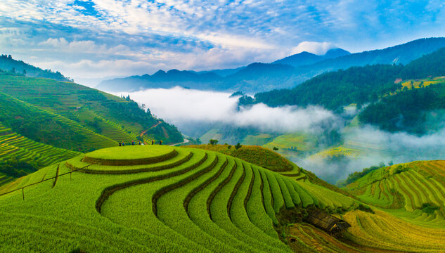field, agriculture, rice, grass, nature, plant, landscape, farm, asia, spring, rural, tea, paddy, summer, leaf, food, garden,  hill, plantation, green, lawn, yellow, mu cang chai, yen bai