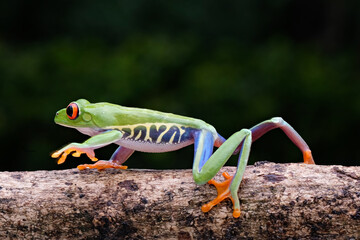 red eyed tree frog