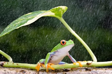 Foto op Canvas frog in the rain © heru