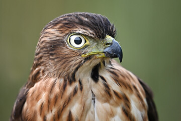 red tailed hawk
