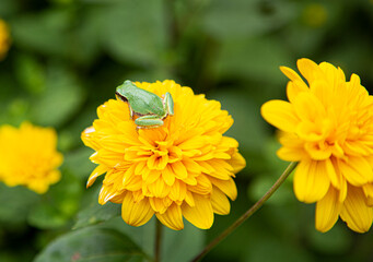 yellow flower in the garden