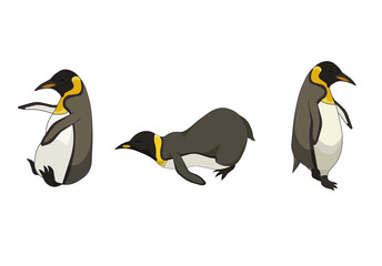 Set of Emperor penguins in Cartoon style, dynamic and poses of Aquatic flightless birds or King penguin on white isolated background, concept of Pole bird and Antarctic Wildlife, Nature, Ornithology.
