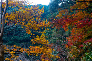自然あふれる森林と紅葉