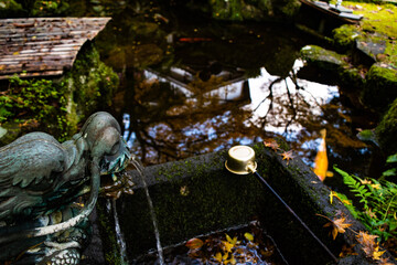 自然と池の中の鯉