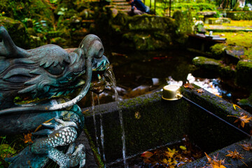 自然と池の中の鯉