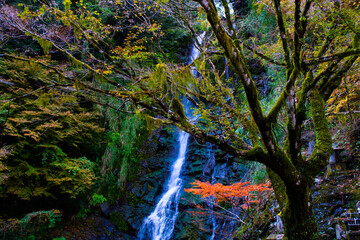 自然あふれる森林と紅葉の中の滝