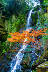 自然あふれる森林と紅葉の中の滝