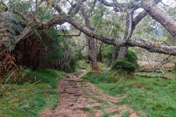 Wanderweg durch einen Wald im Mafate-Krater