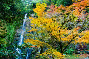 自然あふれる森林と紅葉の中の滝