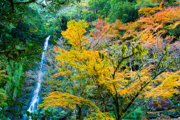 自然あふれる森林と紅葉の中の滝