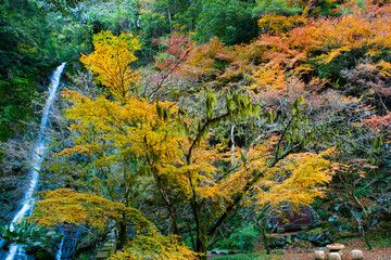 自然あふれる森林と紅葉の中の滝