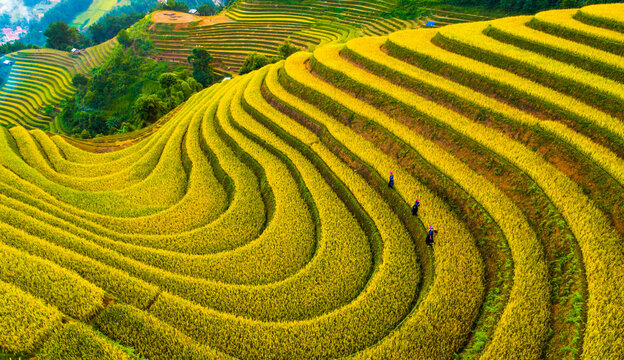 field, agriculture, rice, grass, nature, plant, landscape, farm, asia, spring, rural, tea, paddy, summer, leaf, food, garden,  hill, plantation, green, lawn, yellow, mu cang chai, yen bai