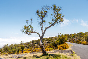 Fototapeta na wymiar EInzelner Baum am Gipfel des Maido, Reunion