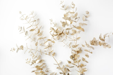 Golden eucalyptus branch on a white background. Winter spa. Christmas decor