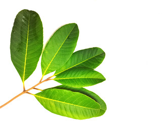 Fototapeta premium green leaf isolated on white