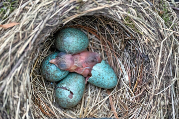 Gelege einer Amsel ( Turdus merula ) oder Schwarzdrossel. Erstes Küken geschlüpft, weiteres Ei...