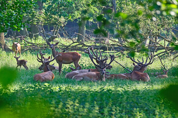 Rothirschrudel ( Cervus elaphus ). © Michael