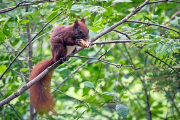 Eurasisches Eichhörnchen ( Sciurus vulgaris ). © Michael