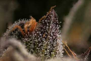 An aphid caught between trichomes in this Gelato Cannabis 