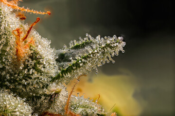 Do-Si-Do Cannabis Trichomes