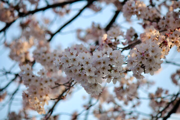 Beautiful white-pink Cherry Blossoms (Sakura) in Kyoto Japan are a sign of spring