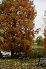 autumn in the park