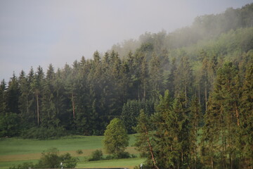 Wald im Morgennebel