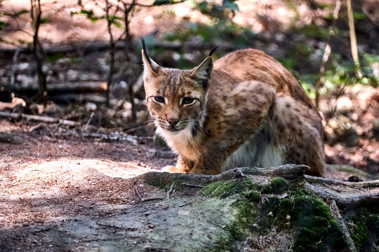 Karpatenluchs ( Lynx lynx carpathicus ).