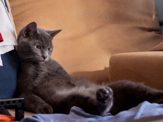 The cat, like a man sitting on the couch, looks at his feet in amazement