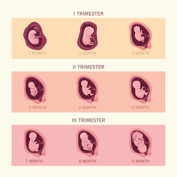 nine fetus infographic