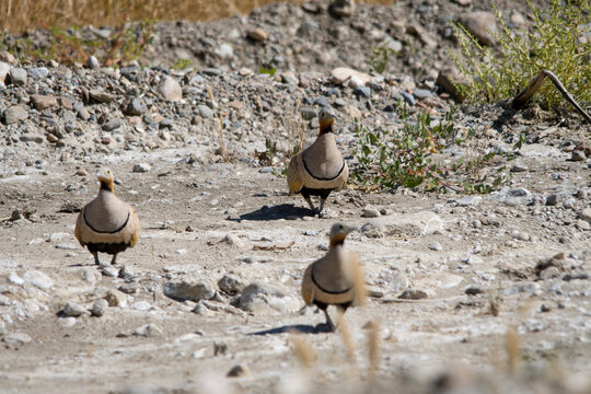 Pterocles orientalis or sandgrouse, of the Pteroclididae family.