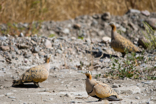 Pterocles orientalis or sandgrouse, of the Pteroclididae family.