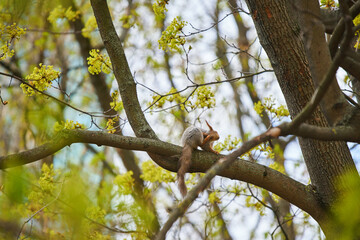 A squirrel is hanging on a tree trunk