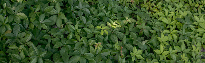 horizontal green leafs foliage background