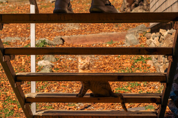 a red-haired kitten is sitting on a wooden staircase